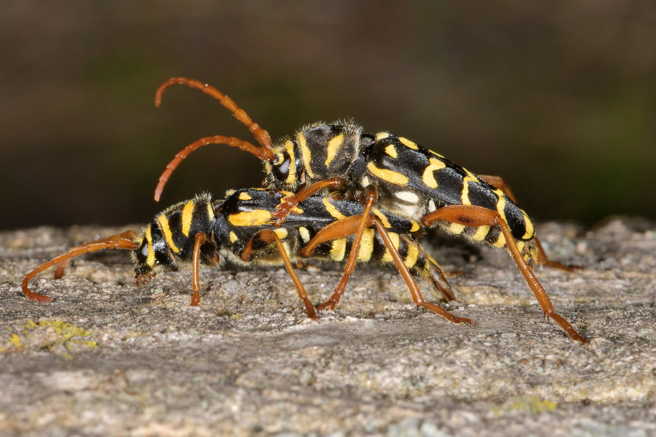 Cerambycidae:  Plagionotus arcuatus?  S !